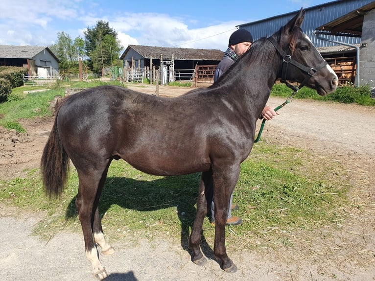Paint Horse Stallion 1 year Black in Beaumont