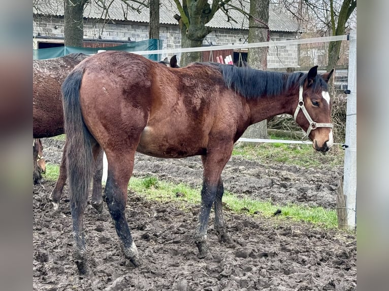 Paint Horse Stallion 1 year Brown in ObrażejowiceŁętkowice