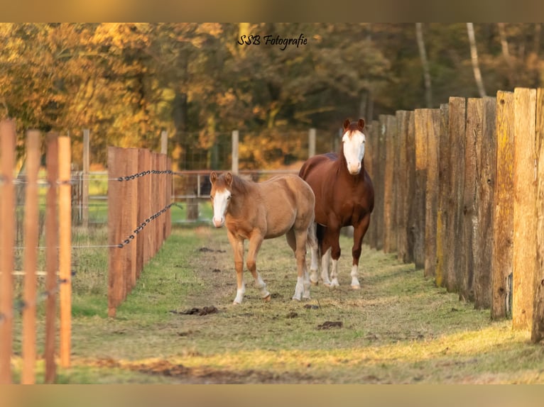 Paint Horse Stallion 1 year Champagne in Balen