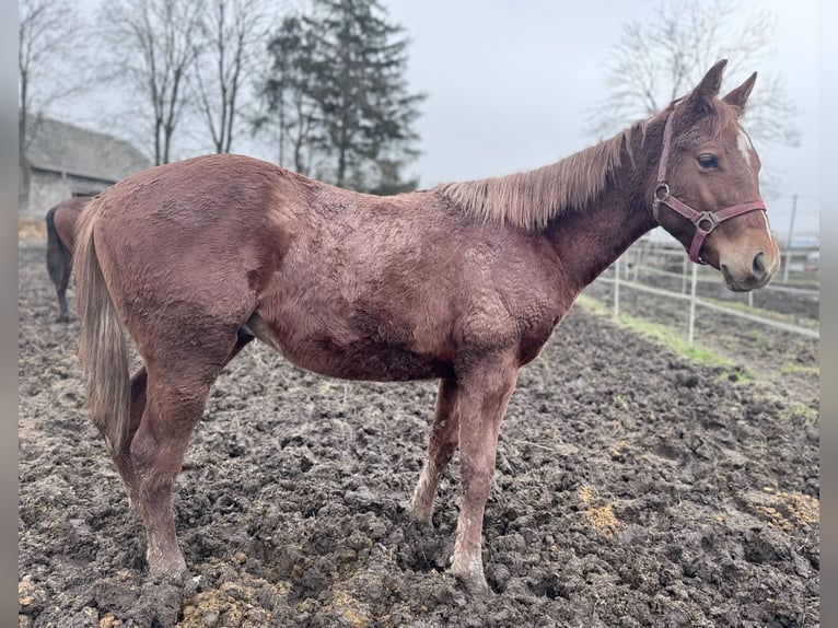 Paint Horse Stallion 1 year Chestnut-Red in Łętkowice