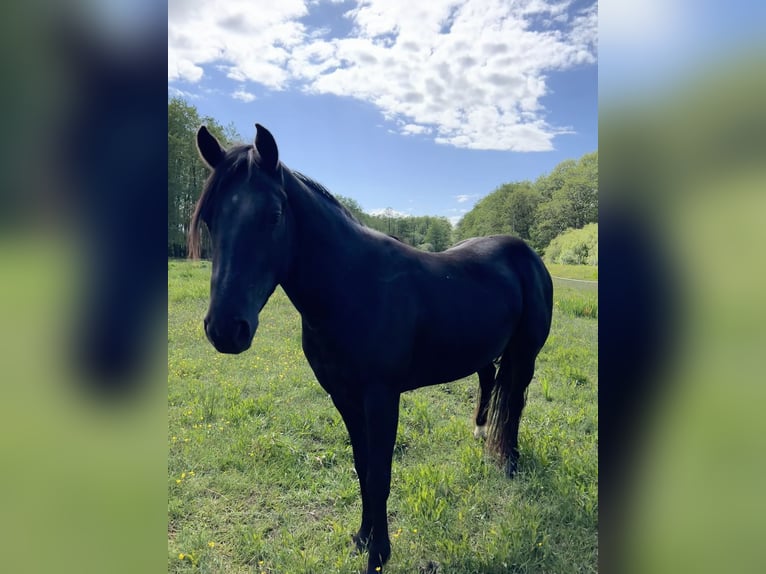 Paint Horse Stallion 1 year Chestnut-Red in Prerow