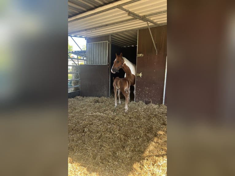 Paint Horse Stallion 1 year Chestnut-Red in Prerow