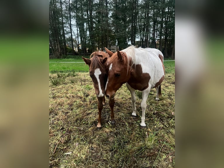 Paint Horse Stallion 1 year Chestnut-Red in Prerow