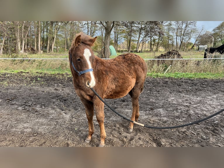 Paint Horse Stallion 1 year Chestnut-Red in Prerow