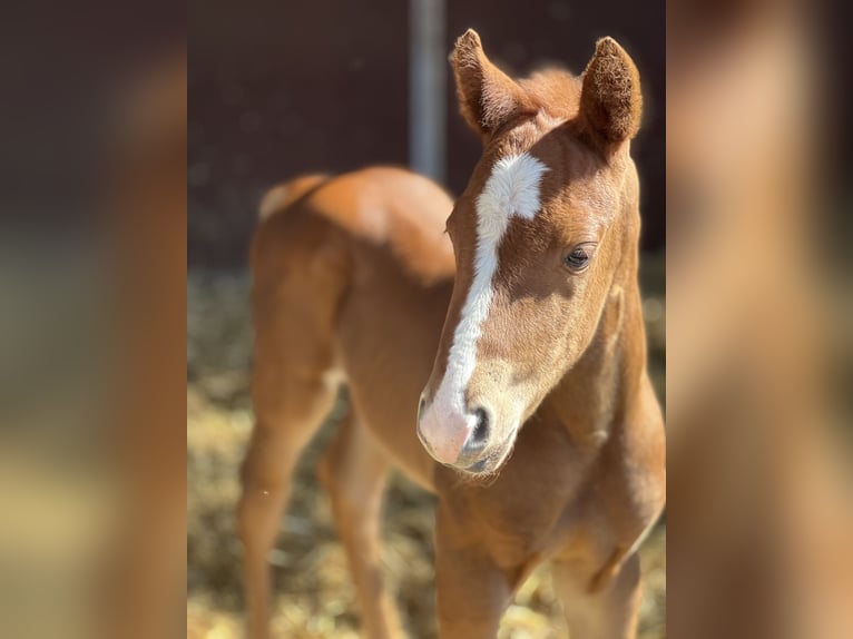 Paint Horse Stallion 1 year Chestnut-Red in Prerow