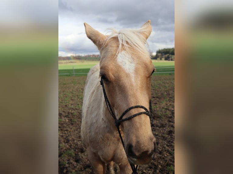 Paint Horse Stallion 1 year Palomino in Pilsen-south