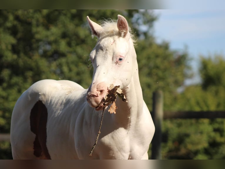 Paint Horse Stallion 1 year Pinto in Weiterswiller
