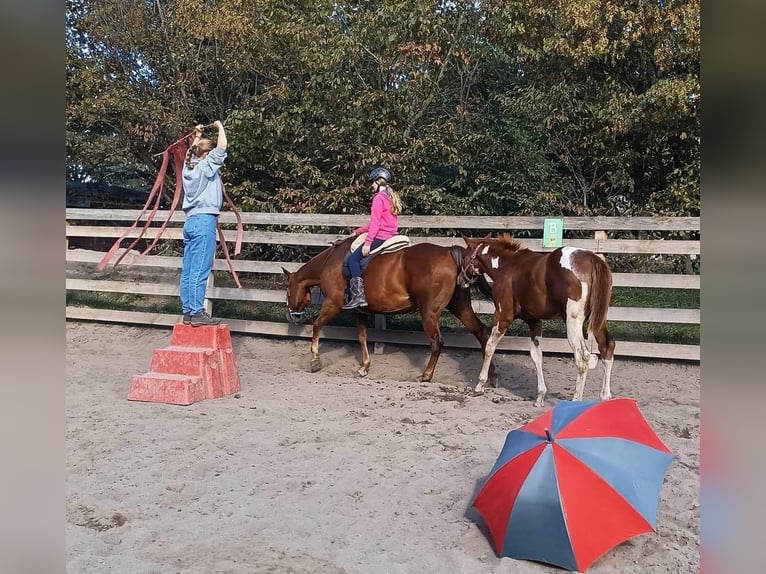 Paint Horse Stallion 1 year Pinto in Könnern