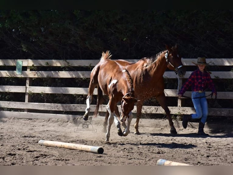 Paint Horse Stallion 1 year Pinto in Könnern