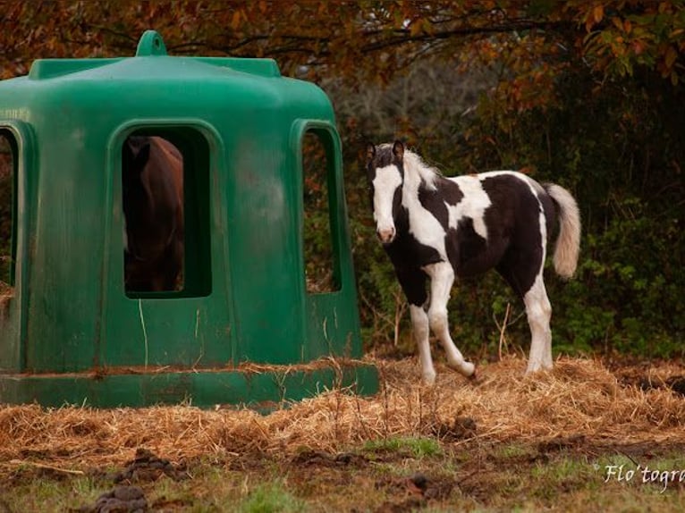 Paint Horse Mix Stallion 1 year Tovero-all-colors in Hennebont