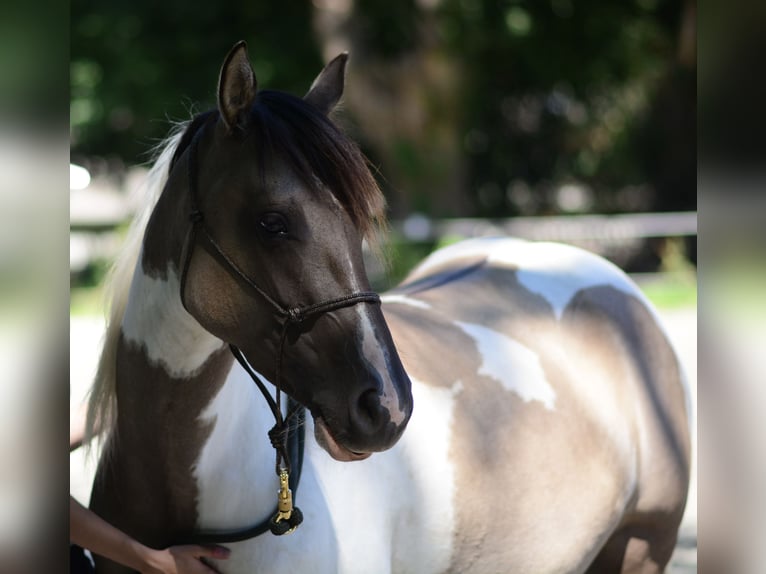 Paint Horse Mix Stallion 1 year Tovero-all-colors in Hennebont