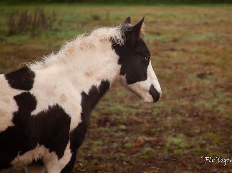 Paint Horse Mix Stallion 1 year Tovero-all-colors in Hennebont