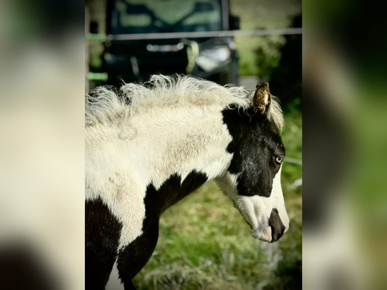 Paint Horse Mix Stallion 1 year Tovero-all-colors in Hennebont