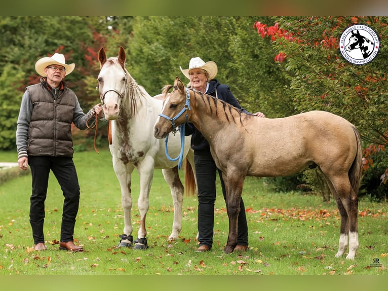 Paint Horse Stallion 1 year in LanglingenLanglingen