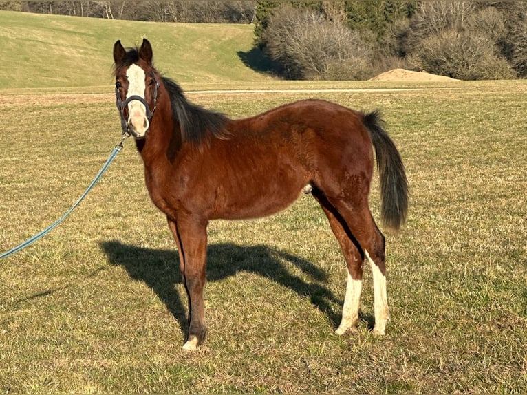 Paint Horse Stallion 1 year in Hillesheim