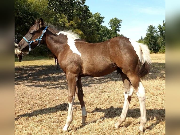 Paint Horse Stallion 2 years 12,2 hh Tobiano-all-colors in Leutingewolde