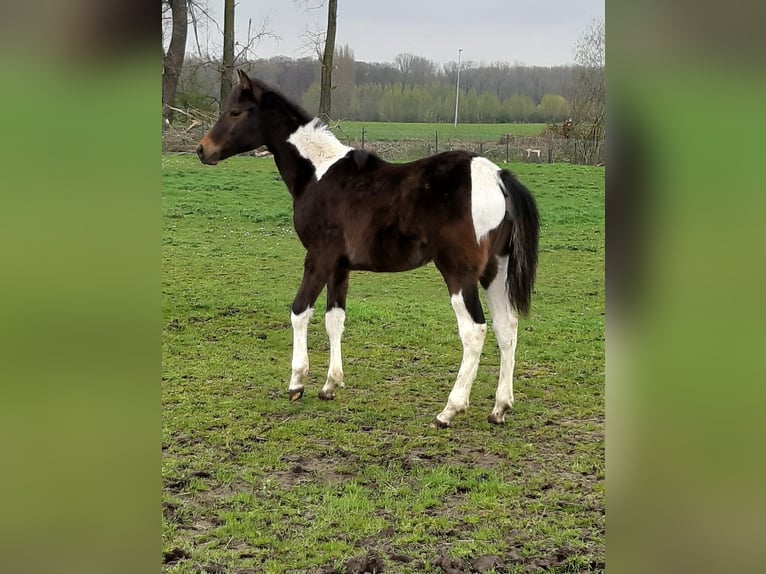 Paint Horse Stallion 2 years 14,1 hh Tobiano-all-colors in Gavere