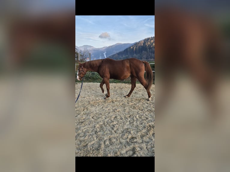 Paint Horse Stallion 2 years 14,2 hh Chestnut-Red in Leoben