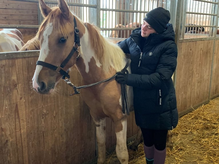 Paint Horse Mix Stallion 2 years 14,2 hh Pinto in Buchen (Odenwald)