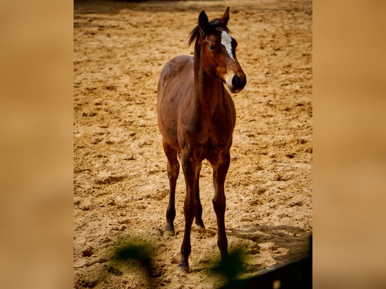 Paint Horse Stallion 2 years 14,3 hh Brown in Eggenthal