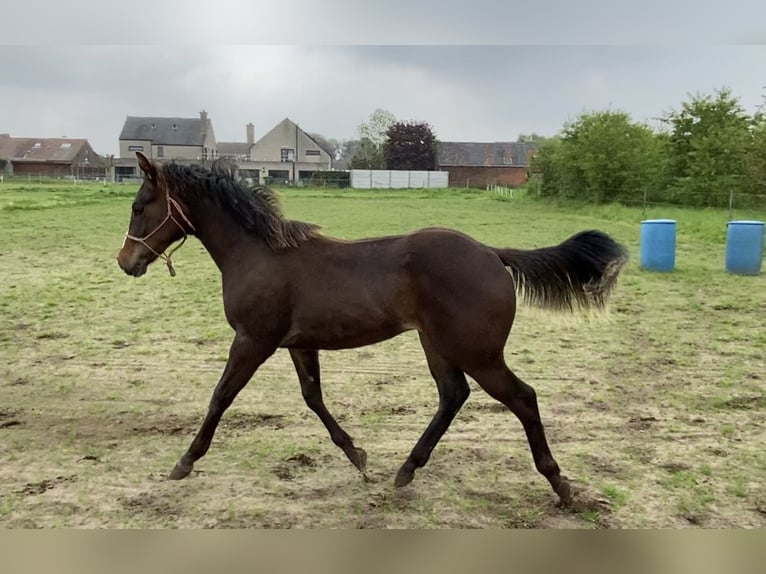 Paint Horse Stallion 2 years 14,3 hh Smoky-Black in Geel
