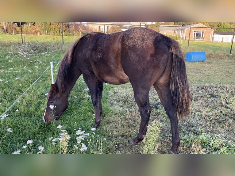 Paint Horse Stallion 2 years 14,3 hh Smoky-Black in Geel