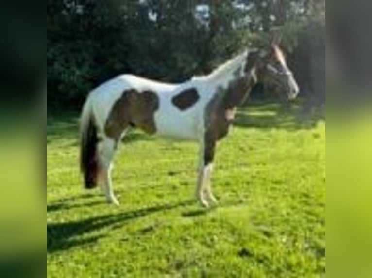 Paint Horse Stallion 2 years 14 hh Buckskin in New Orleans
