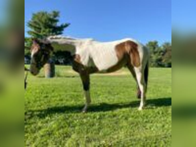 Paint Horse Stallion 2 years 14 hh Buckskin in New Orleans