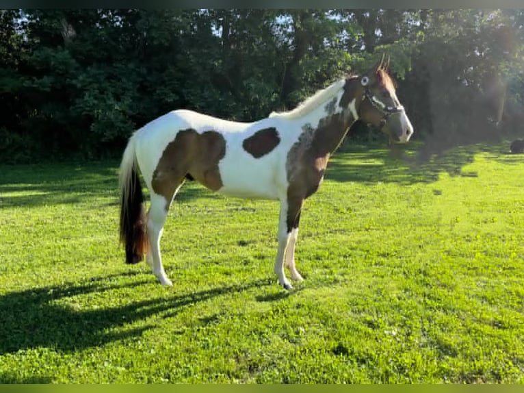 Paint Horse Stallion 2 years 14 hh Buckskin in New Orleans