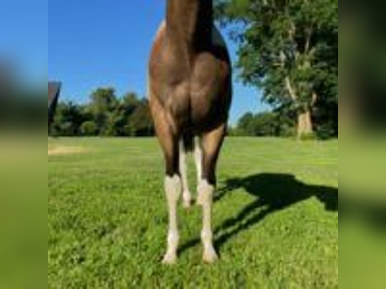 Paint Horse Stallion 2 years 14 hh Buckskin in New Orleans
