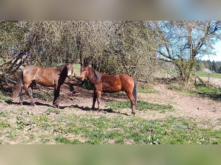 Paint Horse Stallion 2 years 14,2 hh Brown in Losheim am See