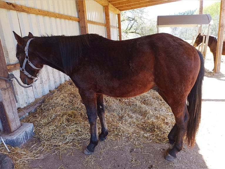 Paint Horse Stallion 2 years 14,2 hh Brown in Losheim am See