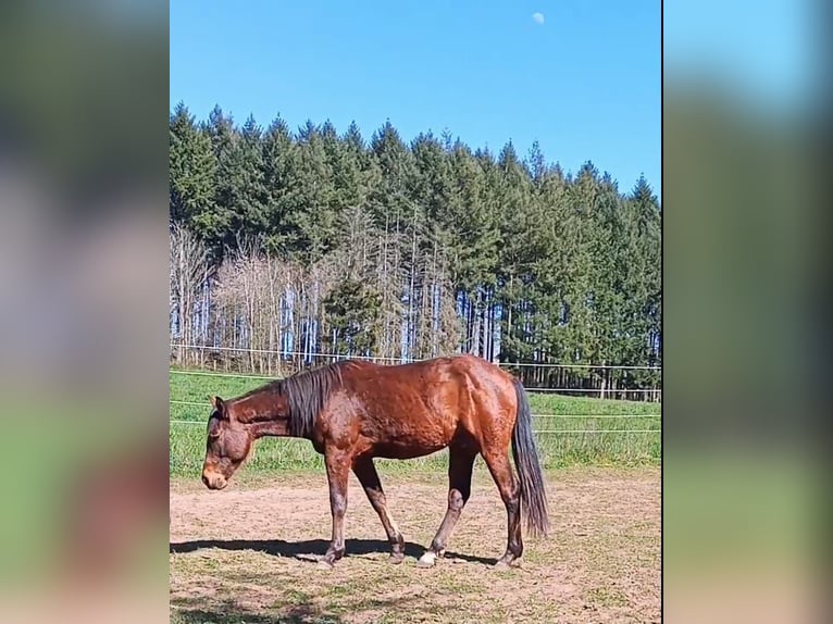 Paint Horse Stallion 2 years 14,2 hh Brown in Losheim am See