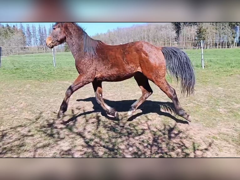 Paint Horse Stallion 2 years 14,2 hh Brown in Losheim am See