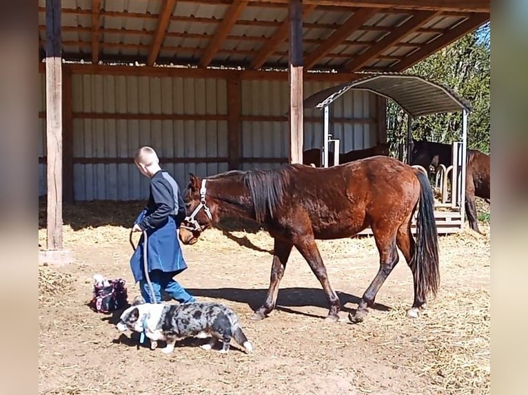 Paint Horse Stallion 2 years 14,2 hh Brown in Losheim am See