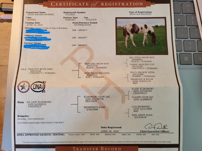 Paint Horse Stallion 2 years 14,2 hh Tobiano-all-colors in Blije