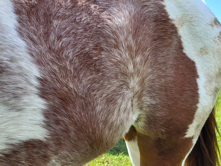 Paint Horse Stallion 2 years 14,2 hh Tobiano-all-colors in Blije
