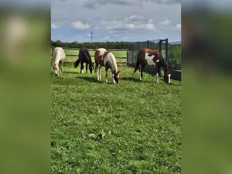 Paint Horse Stallion 2 years 14,3 hh in Eschweiler