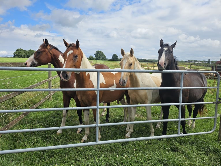 Paint Horse Stallion 2 years 14,3 hh in Eschweiler