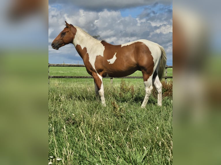 Paint Horse Stallion 2 years 14,3 hh in Eschweiler