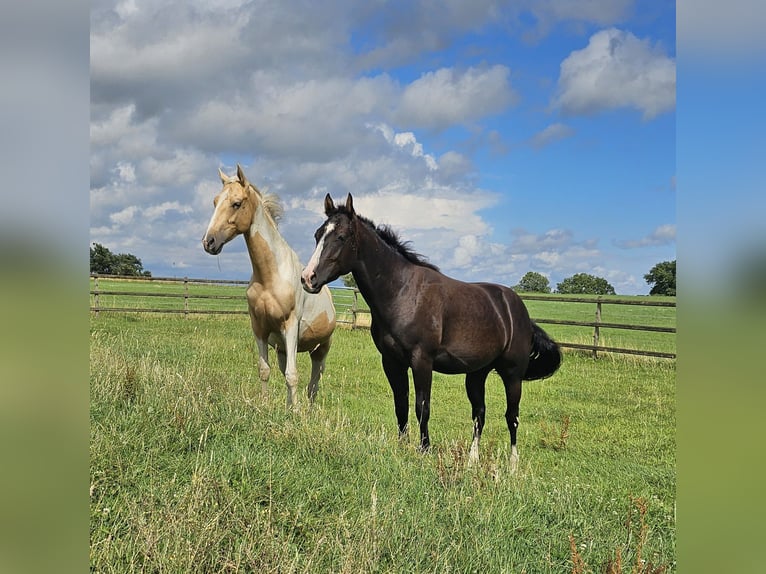 Paint Horse Stallion 2 years 14,3 hh in Eschweiler
