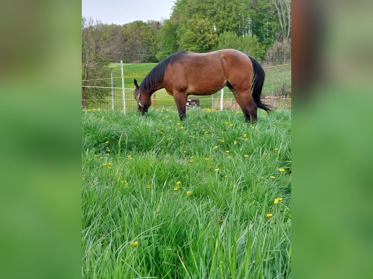 Paint Horse Stallion 2 years 15,1 hh in 5166 Perwang am Grabensee