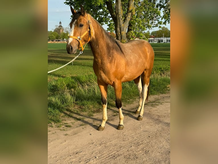 Paint Horse Stallion 2 years 15,2 hh Buckskin in Esperstedt