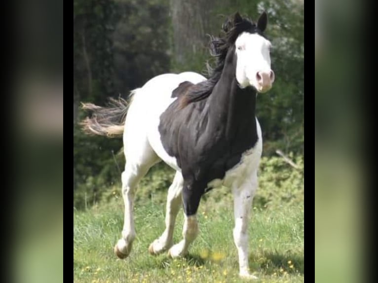 Paint Horse Stallion 2 years 15,2 hh Dun in Granada