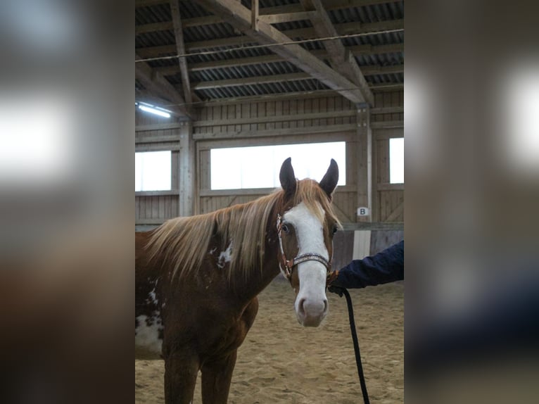 Paint Horse Stallion 2 years 15,2 hh Overo-all-colors in Haldenwang