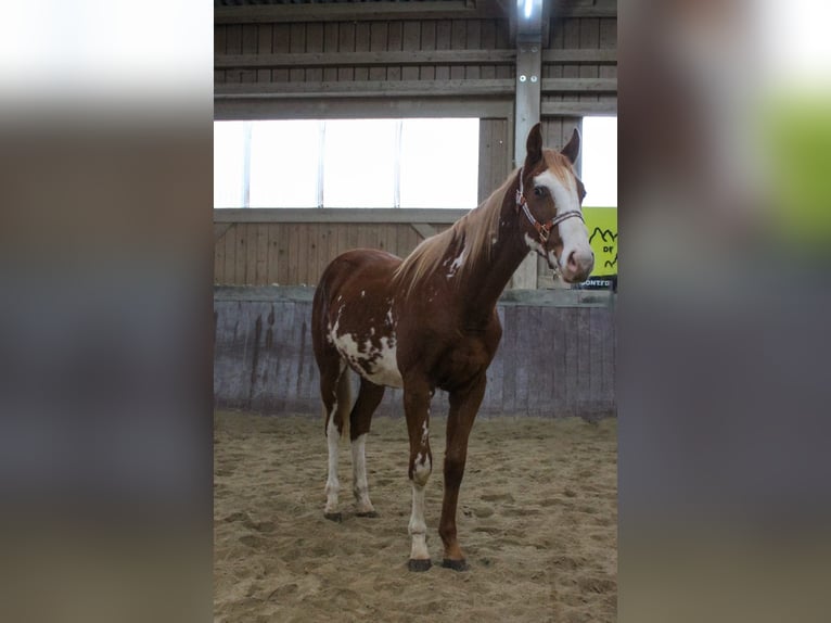 Paint Horse Stallion 2 years 15,2 hh Overo-all-colors in Haldenwang