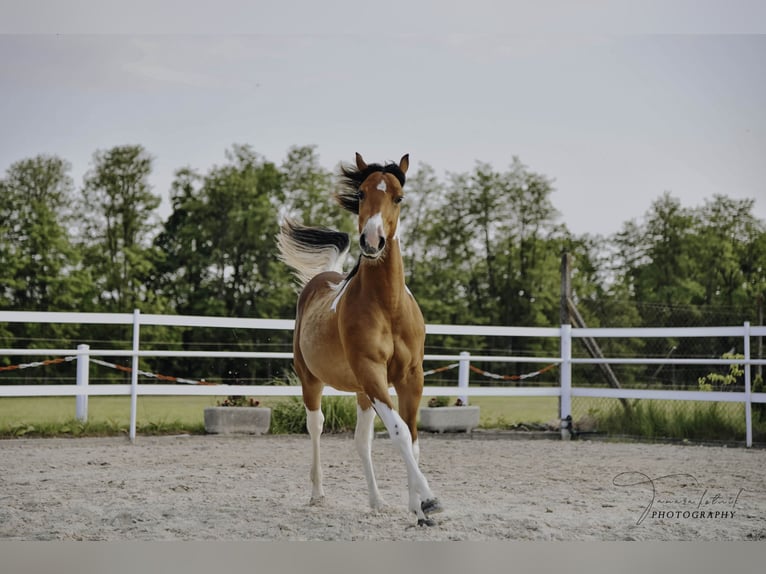 Paint Horse Stallion 2 years 15 hh Pinto in Maribor
