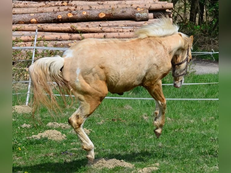 Paint Horse Stallion 2 years 15,1 hh Pinto in Buchbach