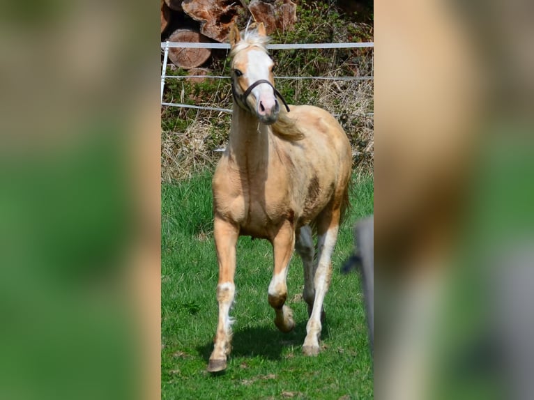 Paint Horse Stallion 2 years 15,1 hh Pinto in Buchbach