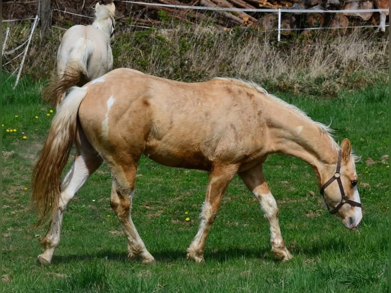 Paint Horse Stallion 2 years 15,1 hh Pinto in Buchbach